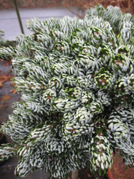 Preview: Abies koreana Kohouts Icebreaker2